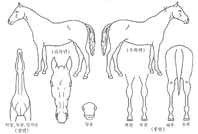 ���������� ����,���,�޸�,�λ�,�ٸ��� Ư¡����