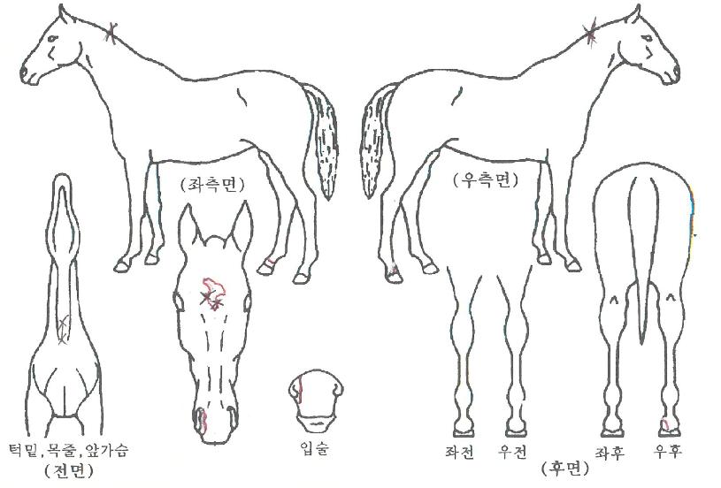 ³²ÃÌÀÇÄýÀÇ Ãø¸é,¿ì¸é,µÞ¸é,µÎ»ó,´Ù¸®ÀÇ Æ¯Â¡µµÇØ