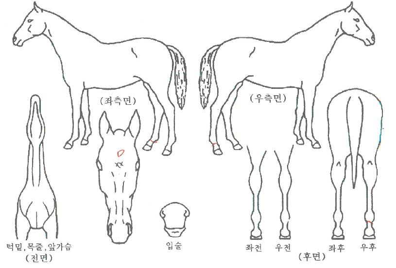 ������Ʈ���̾��ڸ��� ����,���,�޸�,�λ�,�ٸ��� Ư¡����