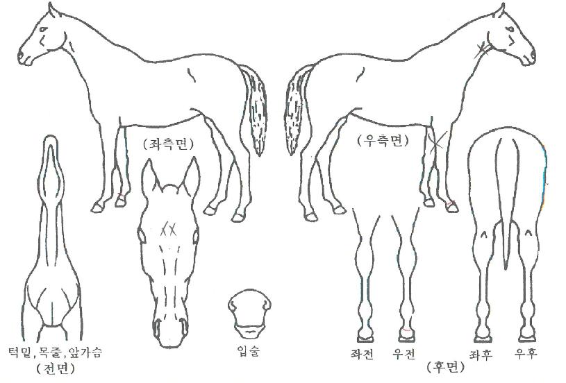 �۽����÷��� ����,���,�޸�,�λ�,�ٸ��� Ư¡����