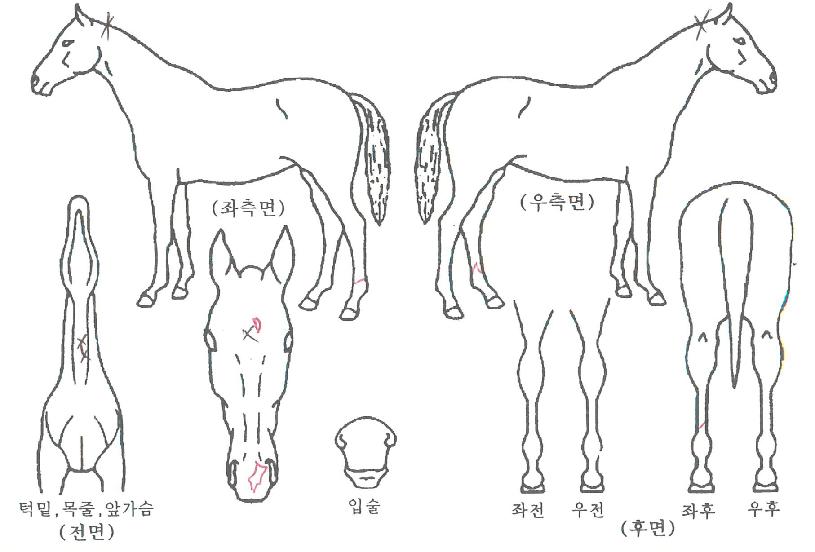 ´ë±â¼ÓµµÀÇ Ãø¸é,¿ì¸é,µÞ¸é,µÎ»ó,´Ù¸®ÀÇ Æ¯Â¡µµÇØ