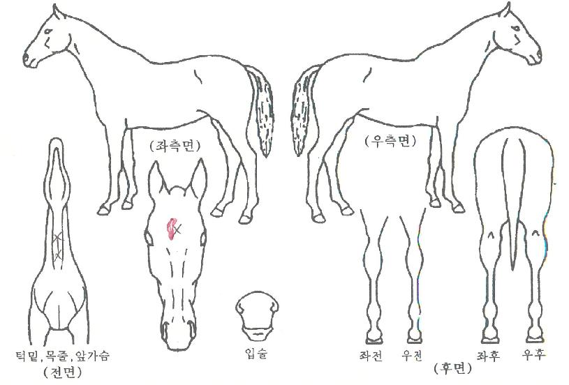 è�Ǿ�ŷ�� ����,���,�޸�,�λ�,�ٸ��� Ư¡����