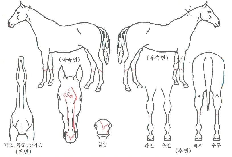 ����Ʈ�轺�� ����,���,�޸�,�λ�,�ٸ��� Ư¡����