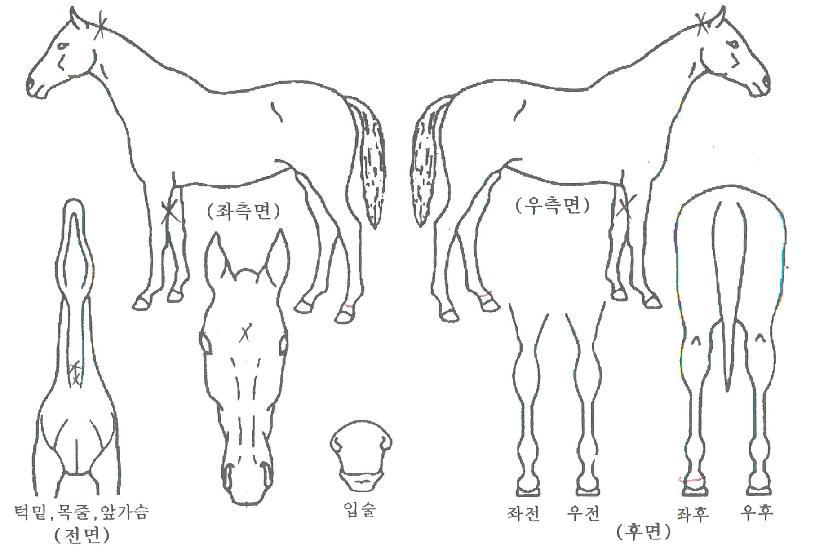 ���ǽ¸��� ����,���,�޸�,�λ�,�ٸ��� Ư¡����