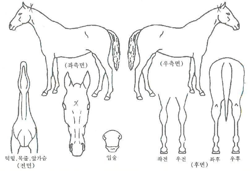 �⸷���¸��� ����,���,�޸�,�λ�,�ٸ��� Ư¡����