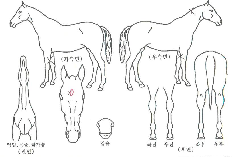 ´ÞÀ½¹ÚÁúÀÇ Ãø¸é,¿ì¸é,µÞ¸é,µÎ»ó,´Ù¸®ÀÇ Æ¯Â¡µµÇØ