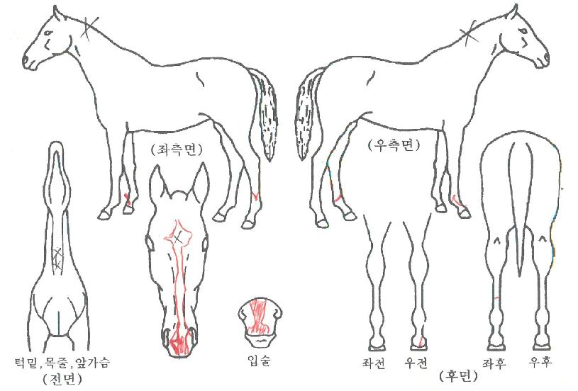 ±Û·Î¹úÄýÀÇ Ãø¸é,¿ì¸é,µÞ¸é,µÎ»ó,´Ù¸®ÀÇ Æ¯Â¡µµÇØ