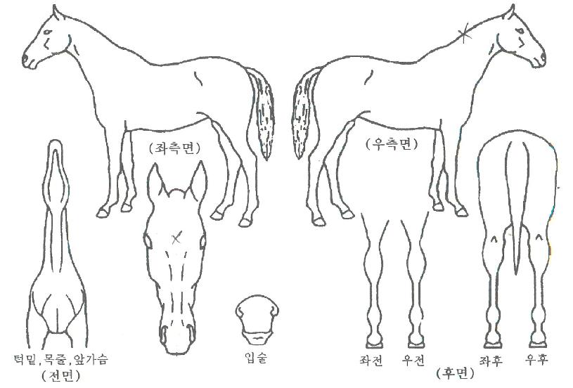 ���а����ڸ��� ����,���,�޸�,�λ�,�ٸ��� Ư¡����