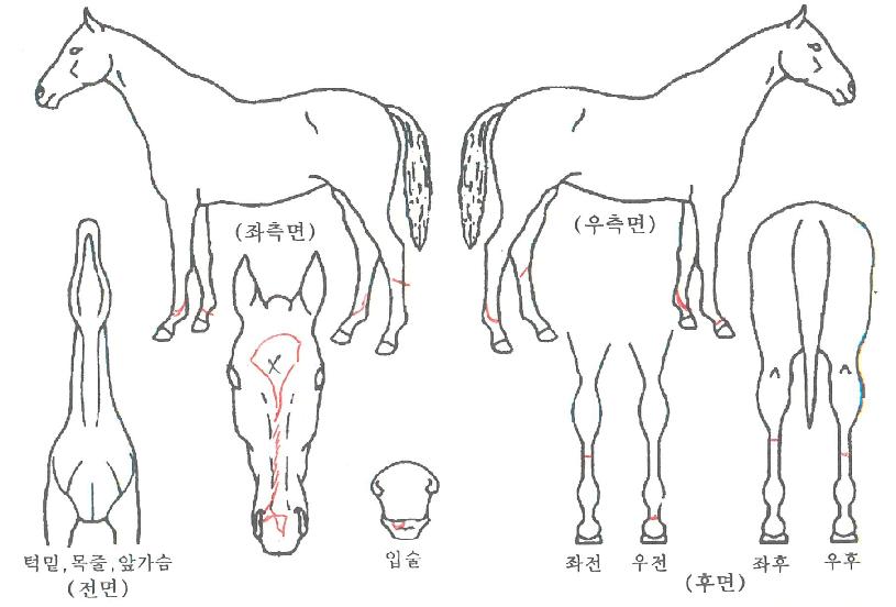 ÅõÅõÅ·´ýÀÇ Ãø¸é,¿ì¸é,µÞ¸é,µÎ»ó,´Ù¸®ÀÇ Æ¯Â¡µµÇØ