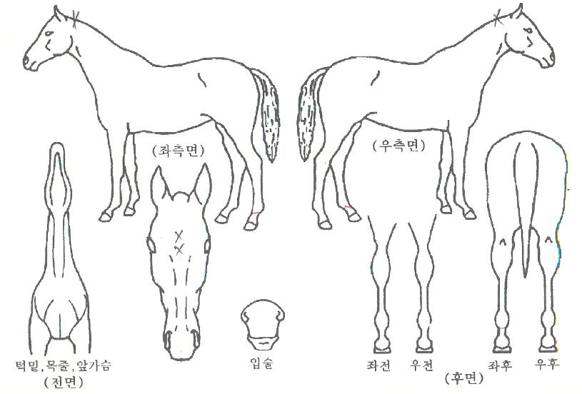 ¼ÒÆ®ÀÚ¸¶ÀÇ Ãø¸é,¿ì¸é,µÞ¸é,µÎ»ó,´Ù¸®ÀÇ Æ¯Â¡µµÇØ