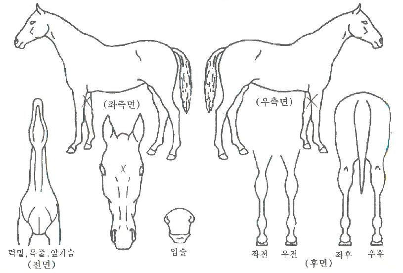 Ä«ÀÌÀúÄýÀÇ Ãø¸é,¿ì¸é,µÞ¸é,µÎ»ó,´Ù¸®ÀÇ Æ¯Â¡µµÇØ