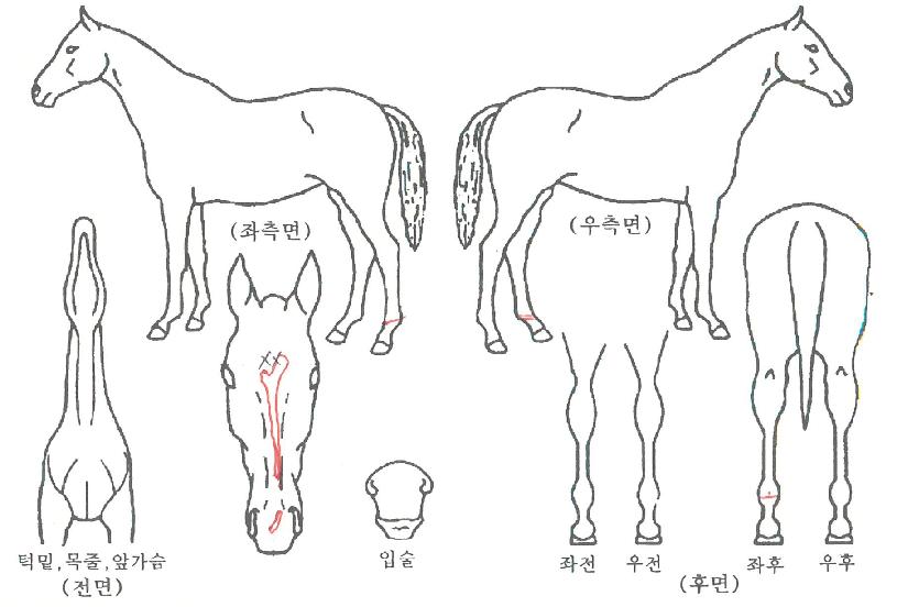ÆÈ¸ÞÅäÇ÷¡ÅÍÀÇ Ãø¸é,¿ì¸é,µÞ¸é,µÎ»ó,´Ù¸®ÀÇ Æ¯Â¡µµÇØ