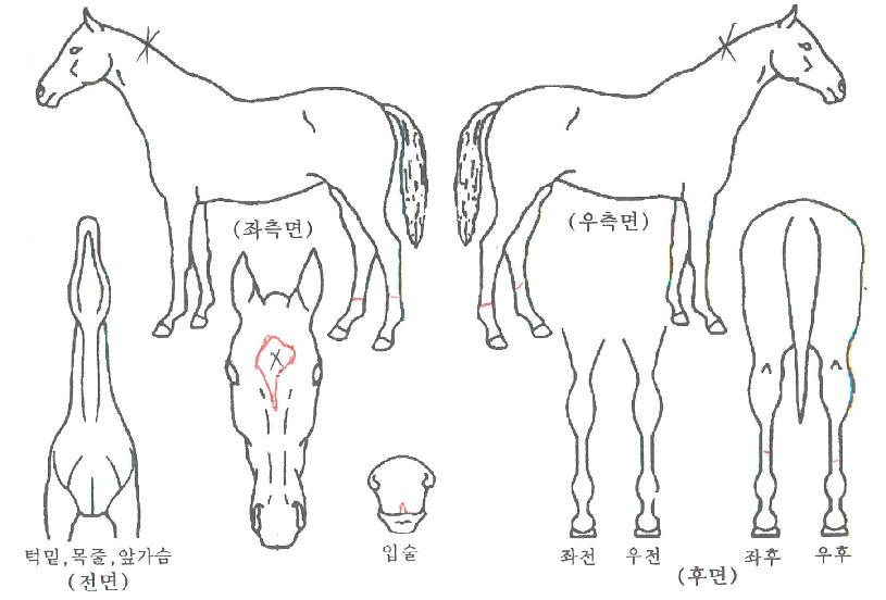 ����Ʈ��ũ�� ����,���,�޸�,�λ�,�ٸ��� Ư¡����