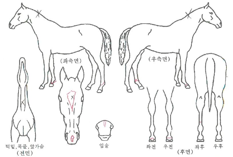 ��������� ����,���,�޸�,�λ�,�ٸ��� Ư¡����