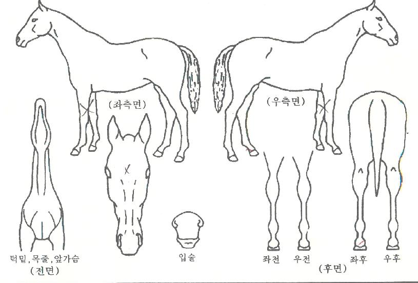 ÄɳÄÁîÀÚ¸¶ÀÇ Ãø¸é,¿ì¸é,µÞ¸é,µÎ»ó,´Ù¸®ÀÇ Æ¯Â¡µµÇØ