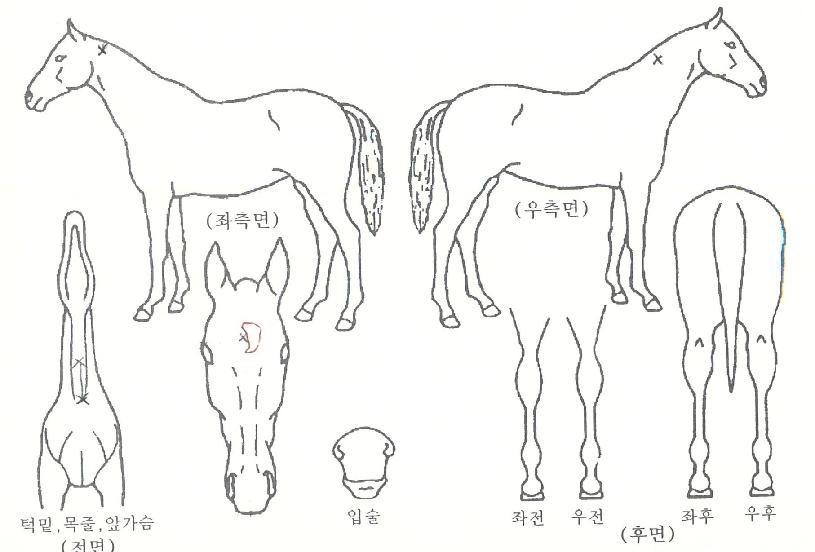 �����ǽ����� ����,���,�޸�,�λ�,�ٸ��� Ư¡����