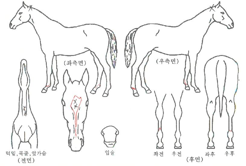 �ݾ��������� ����,���,�޸�,�λ�,�ٸ��� Ư¡����