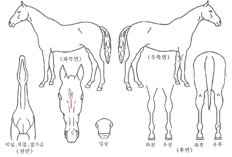 ���帮���ڸ��� ����,���,�޸�,�λ�,�ٸ��� Ư¡����