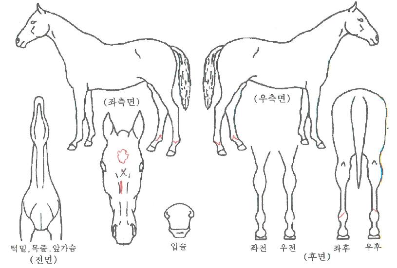 ��ȣ���ζ��� ����,���,�޸�,�λ�,�ٸ��� Ư¡����