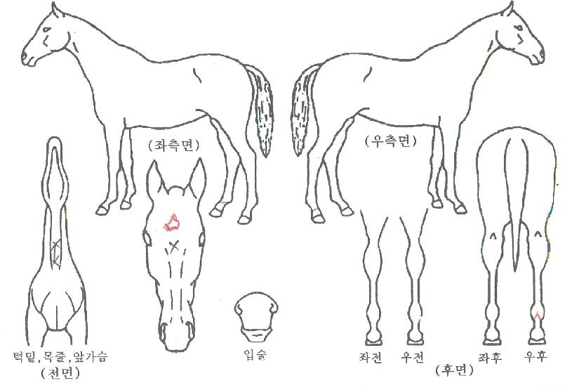 ½ºÆ¿È¨ÀÚ¸¶ÀÇ Ãø¸é,¿ì¸é,µÞ¸é,µÎ»ó,´Ù¸®ÀÇ Æ¯Â¡µµÇØ