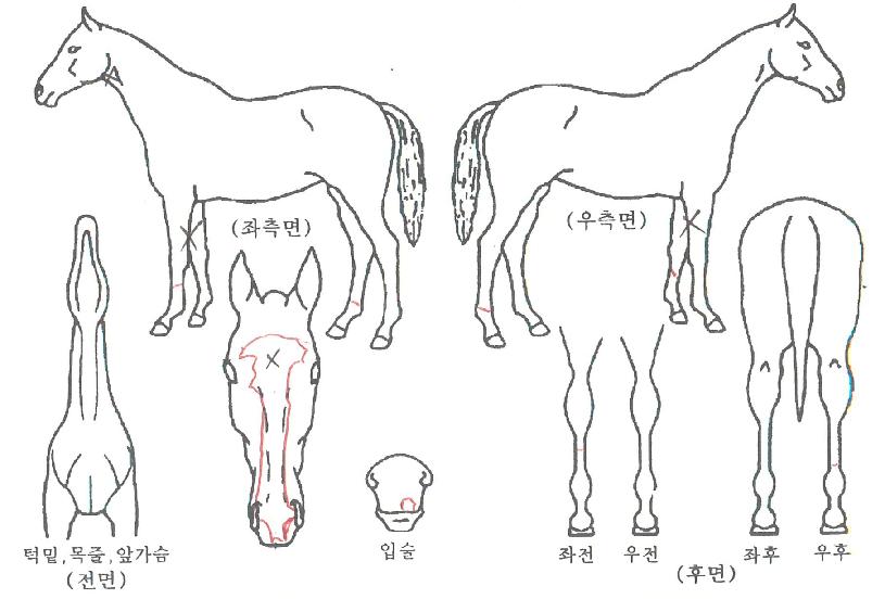 ÀÎŰŸÅõ½ºÀÇ Ãø¸é,¿ì¸é,µÞ¸é,µÎ»ó,´Ù¸®ÀÇ Æ¯Â¡µµÇØ