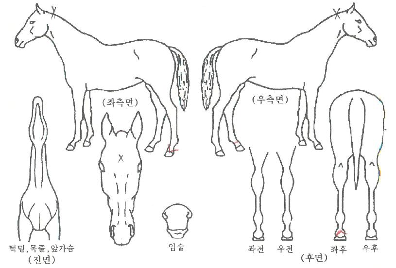 ÂüÇູÇÑÀÇ Ãø¸é,¿ì¸é,µÞ¸é,µÎ»ó,´Ù¸®ÀÇ Æ¯Â¡µµÇØ