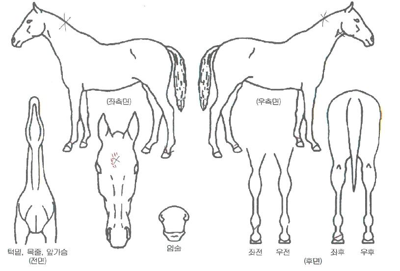 ��彼�븮�ڸ��� ����,���,�޸�,�λ�,�ٸ��� Ư¡����