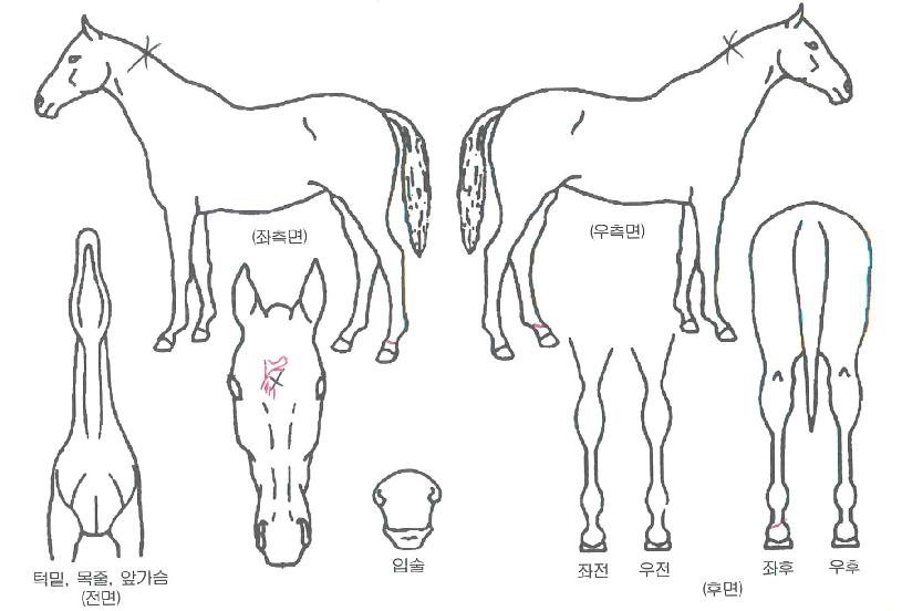 ĳ�ù̾��ڸ��� ����,���,�޸�,�λ�,�ٸ��� Ư¡����