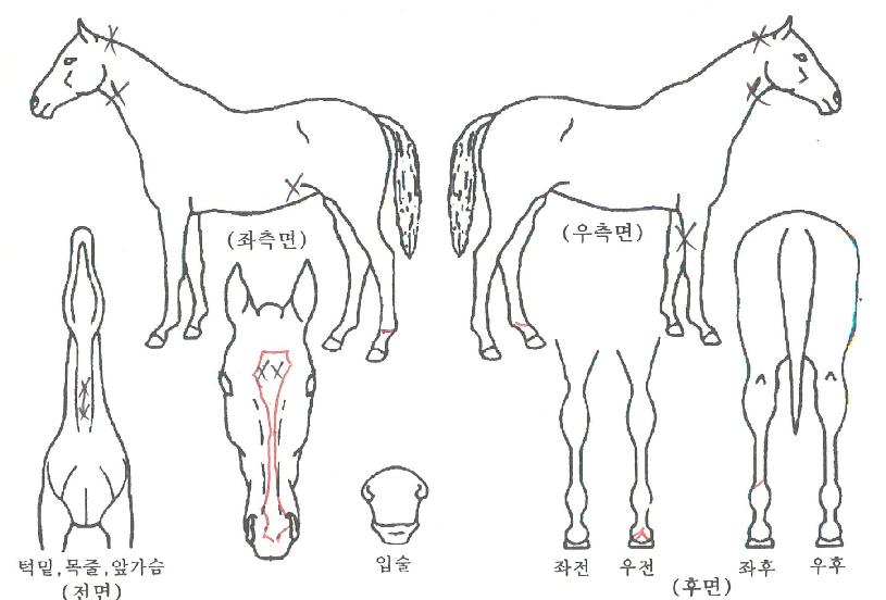 ½Ãµå¼®¼¼½ºÀÇ Ãø¸é,¿ì¸é,µÞ¸é,µÎ»ó,´Ù¸®ÀÇ Æ¯Â¡µµÇØ