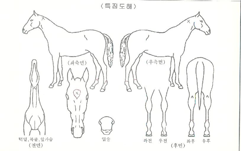 ���������� ����,���,�޸�,�λ�,�ٸ��� Ư¡����