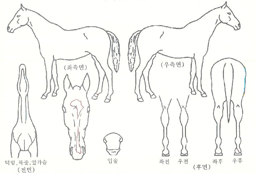 ����ť¯�� ����,���,�޸�,�λ�,�ٸ��� Ư¡����