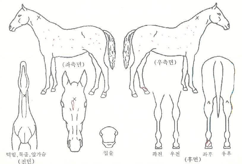 ¾Æ¸£°Ô½ºÀÇ Ãø¸é,¿ì¸é,µÞ¸é,µÎ»ó,´Ù¸®ÀÇ Æ¯Â¡µµÇØ