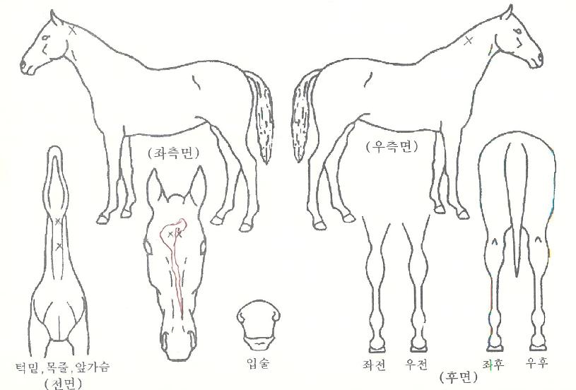 �����ĸƾ�� ����,���,�޸�,�λ�,�ٸ��� Ư¡����