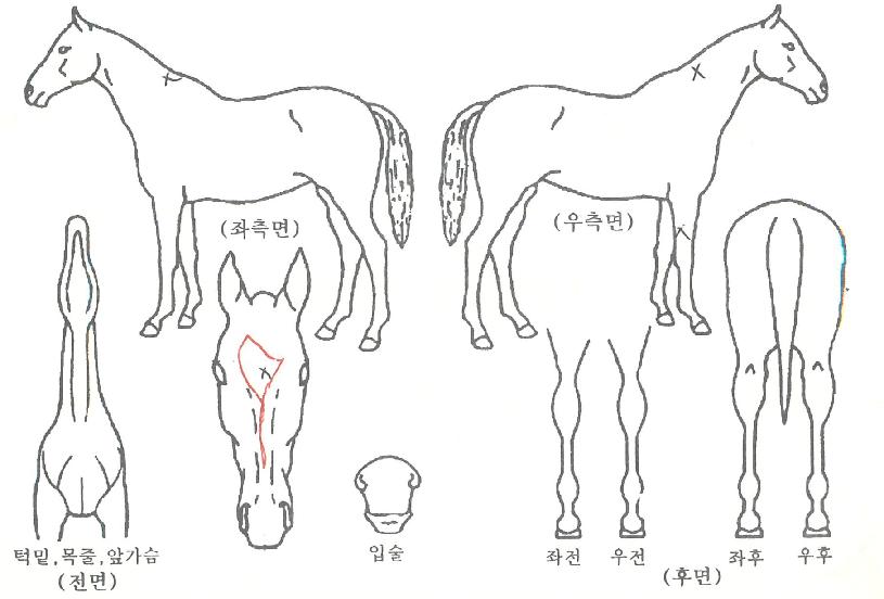 ���������� ����,���,�޸�,�λ�,�ٸ��� Ư¡����