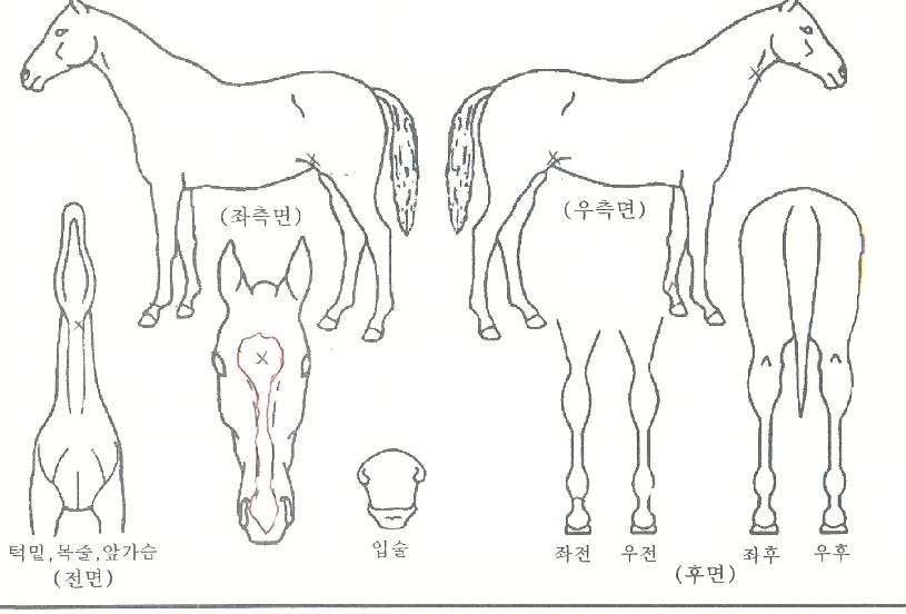 ÆÇŸ½ºÆ½ÄýÀÇ Ãø¸é,¿ì¸é,µÞ¸é,µÎ»ó,´Ù¸®ÀÇ Æ¯Â¡µµÇØ