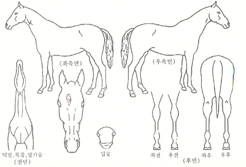 ��������� ����,���,�޸�,�λ�,�ٸ��� Ư¡����