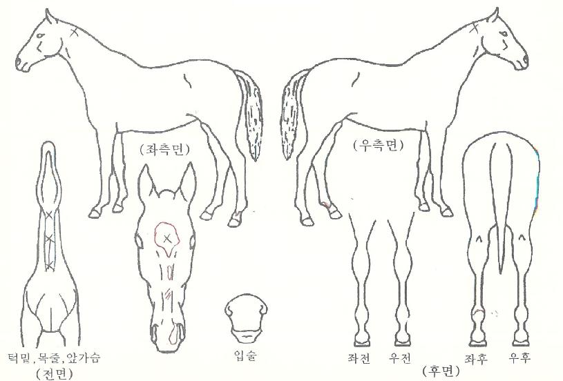 õ�������� ����,���,�޸�,�λ�,�ٸ��� Ư¡����