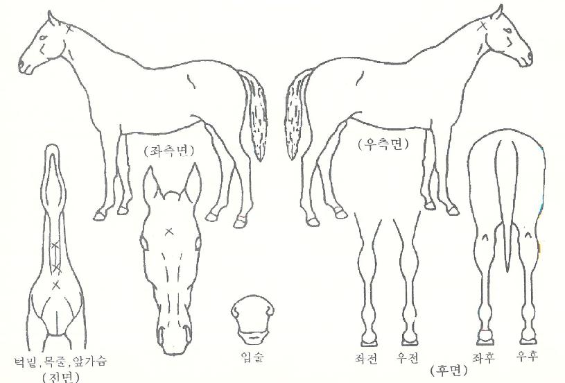 �ʵ�Ư���� ����,���,�޸�,�λ�,�ٸ��� Ư¡����