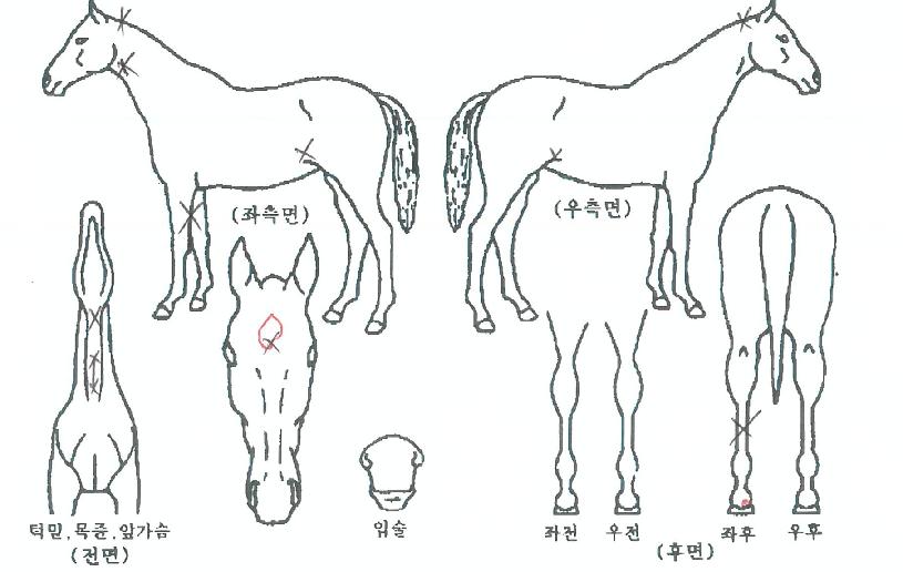 ¶ó¿Â¸ÞÀÌÄ¿ÀÇ Ãø¸é,¿ì¸é,µÞ¸é,µÎ»ó,´Ù¸®ÀÇ Æ¯Â¡µµÇØ