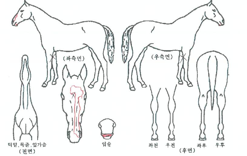 ¶ó¿Â¸ÅÁ÷ÀÇ Ãø¸é,¿ì¸é,µÞ¸é,µÎ»ó,´Ù¸®ÀÇ Æ¯Â¡µµÇØ