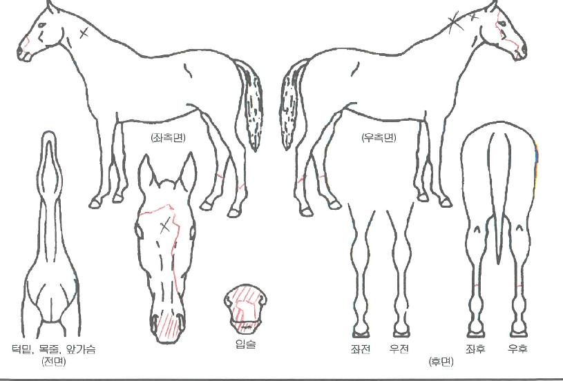 ¶ó¿ÂºòÅ丮¾ÆÀÇ Ãø¸é,¿ì¸é,µÞ¸é,µÎ»ó,´Ù¸®ÀÇ Æ¯Â¡µµÇØ