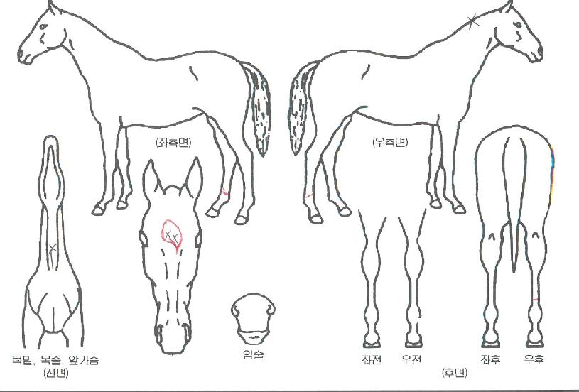 ��µ帲�� ����,���,�޸�,�λ�,�ٸ��� Ư¡����