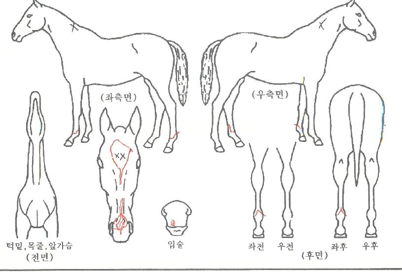 �Ŷ��Ǵ޹��� ����,���,�޸�,�λ�,�ٸ��� Ư¡����