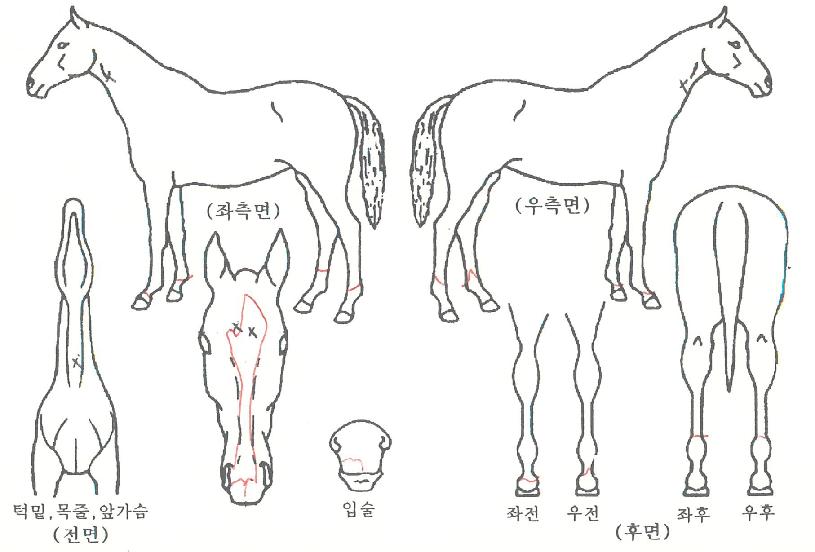 Æò⳪ºñÀÇ Ãø¸é,¿ì¸é,µÞ¸é,µÎ»ó,´Ù¸®ÀÇ Æ¯Â¡µµÇØ