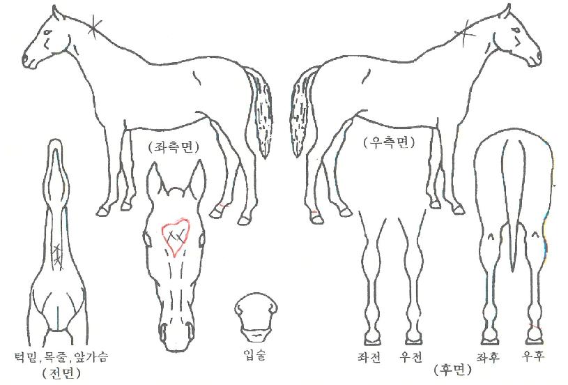 �����ǽ����� ����,���,�޸�,�λ�,�ٸ��� Ư¡����