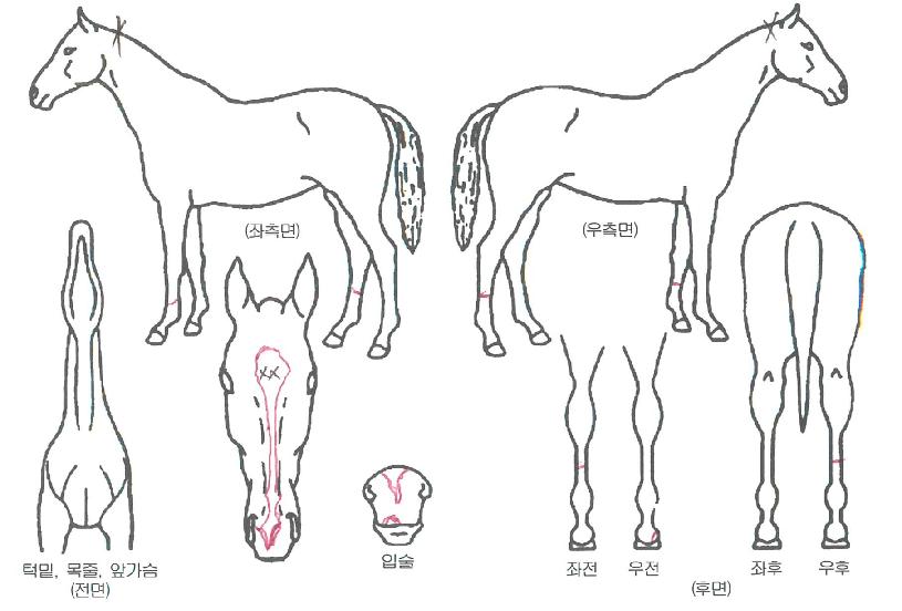 ������Ʋ��ƽ�� ����,���,�޸�,�λ�,�ٸ��� Ư¡����