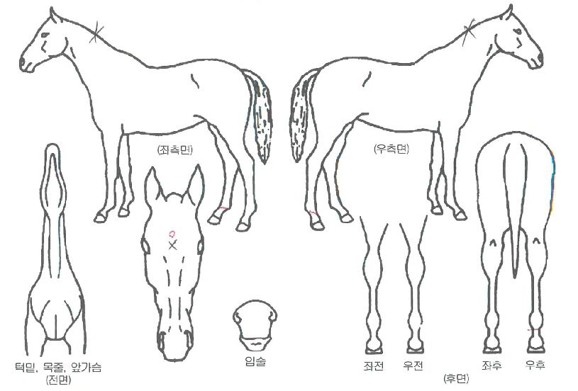 �׷���Ʈ���� ����,���,�޸�,�λ�,�ٸ��� Ư¡����