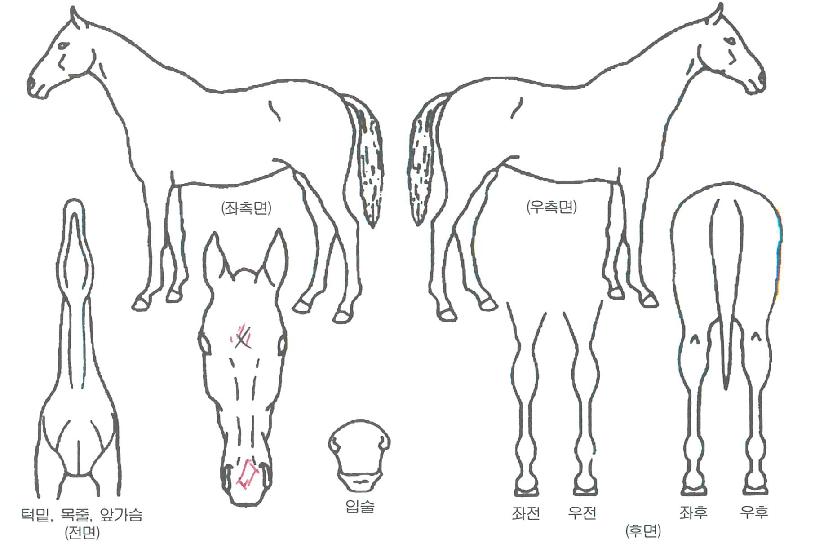 ºí·¢·Î¿ÀÇ Ãø¸é,¿ì¸é,µÞ¸é,µÎ»ó,´Ù¸®ÀÇ Æ¯Â¡µµÇØ