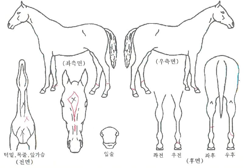 ·Î¿ÆÄÅ©ÀÇ Ãø¸é,¿ì¸é,µÞ¸é,µÎ»ó,´Ù¸®ÀÇ Æ¯Â¡µµÇØ