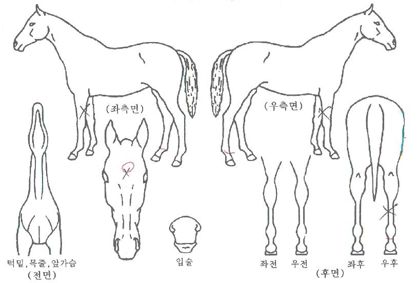 ¸®½ºÇ÷»´ø½ÃÀÚ¸¶ÀÇ Ãø¸é,¿ì¸é,µÞ¸é,µÎ»ó,´Ù¸®ÀÇ Æ¯Â¡µµÇØ